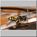 Ectemnius sp - Grabwespe w07a 13mm.jpg